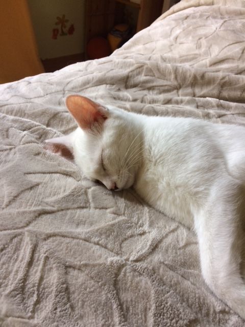 Chat yvelines