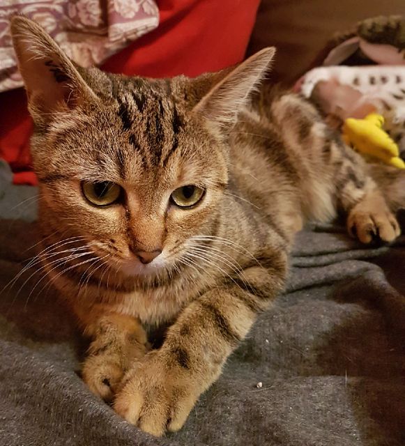 Chat yvelines
